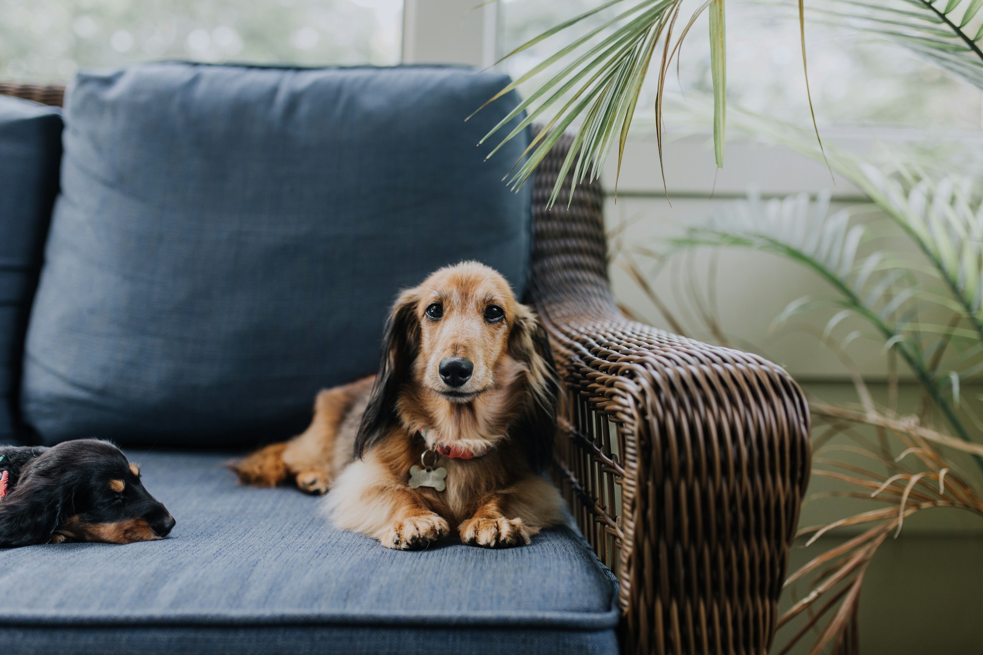 How to get rid of dog gland smell on furniture